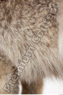 Wolf leg photo reference 0008